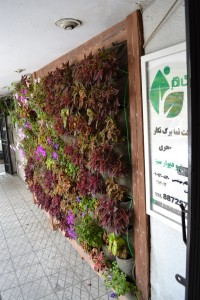 دیوار سبز- greenwall1